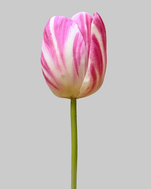 Dutch Tulip Open 24.5" Pink/White