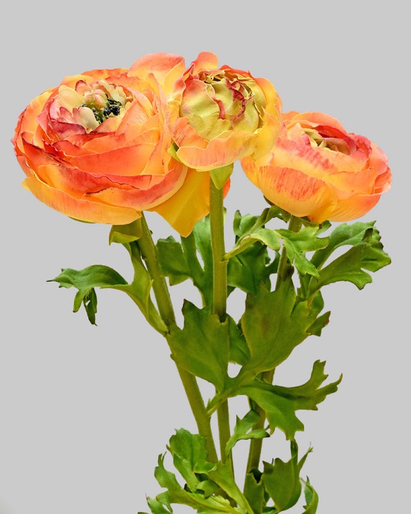 Ranunculus 24" Orange