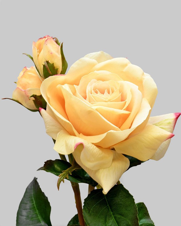 English Rose Tomora 22" Yellow