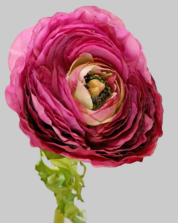Ranunculus 22" Purple/Green