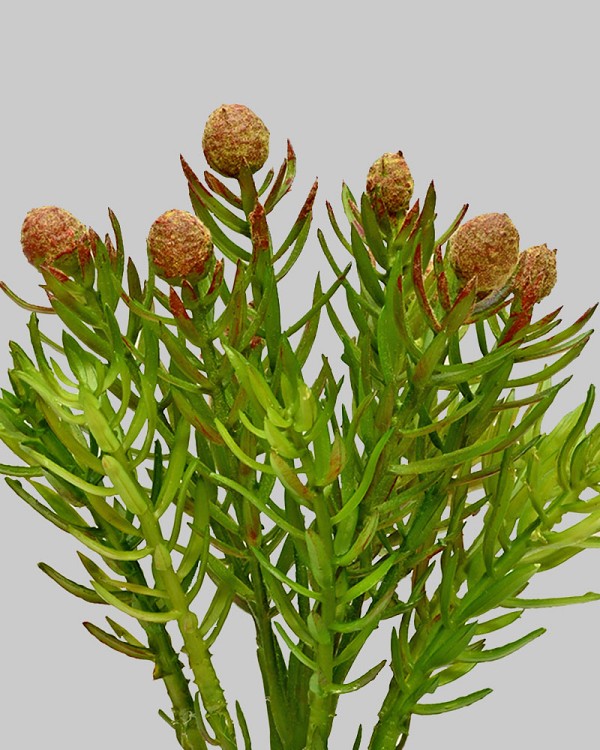 Cedar Succulent 7" Green