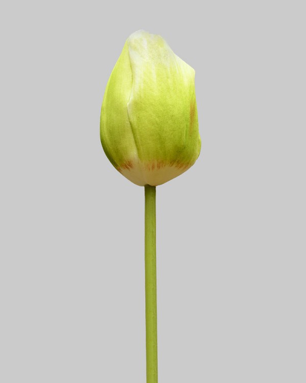 Dutch Tulip Closed 24.5" Green/White