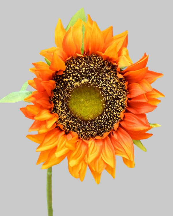 Sunflower 30" Golden Orange