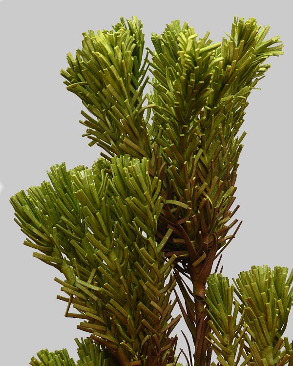 Desert Pine Cluster 40" Green