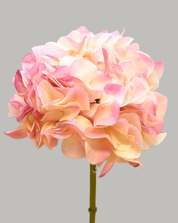 Hydrangea 20" Cream/Pink