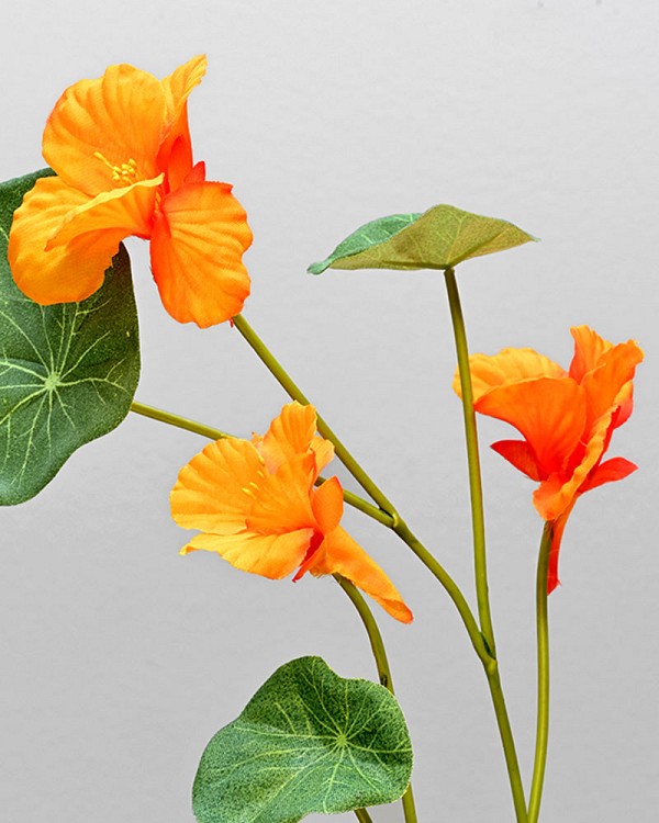 Nasturium 23" Orange