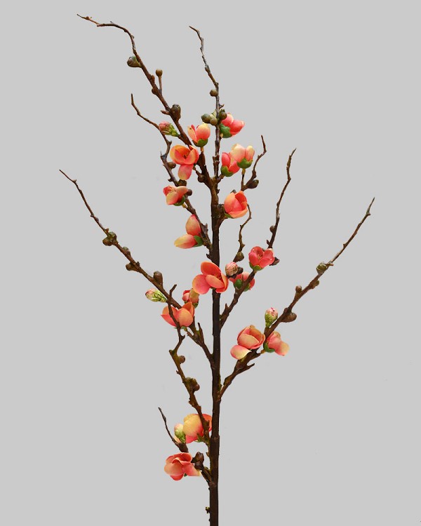 Peach Blossom 30" Orange