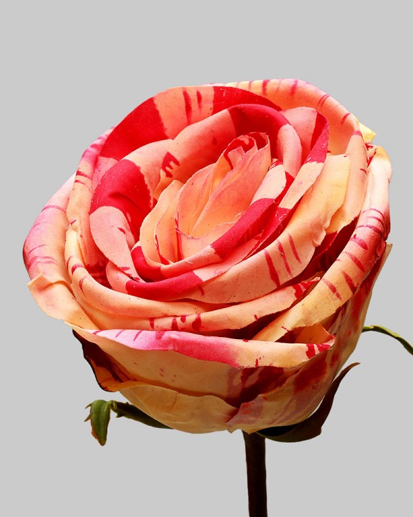 Candy Cane Striped Rose 20.5" Red/Peach