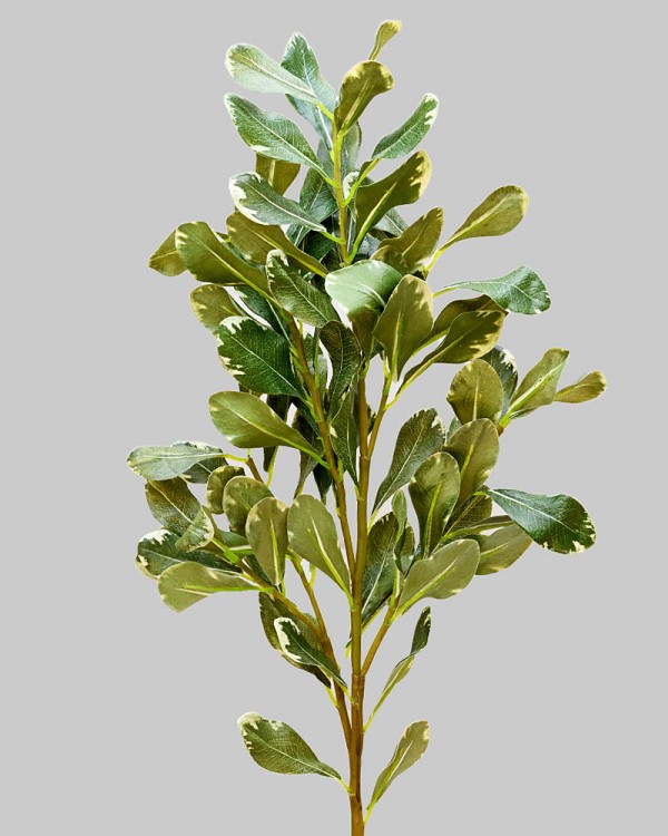 Pittosporum 30" Green/White 