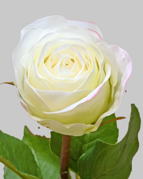 Rose Dutchess Bud 19.5" Light Green