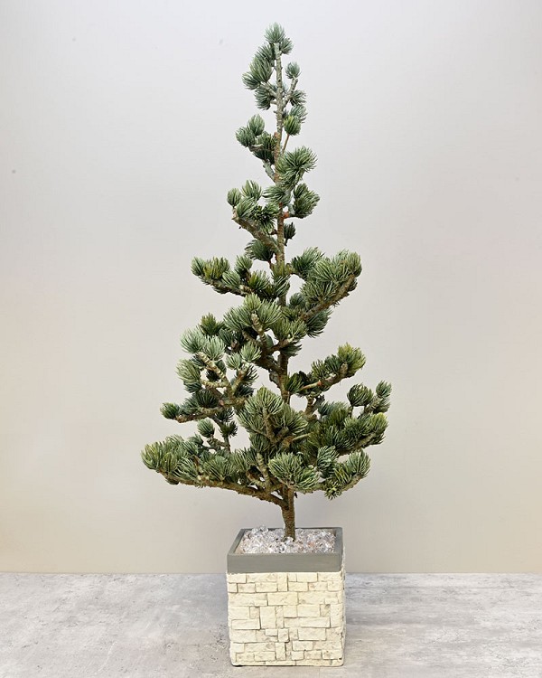 Santa's Christmas Tree