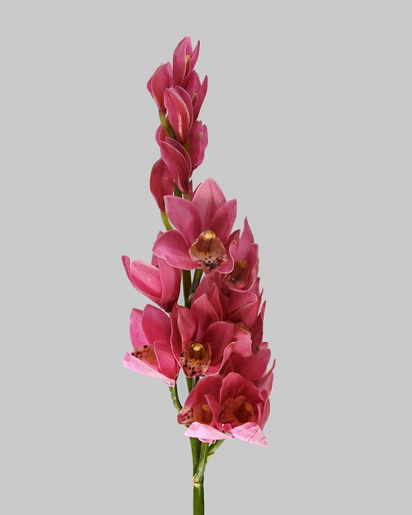 Cymbidium Orchid 35" Pink