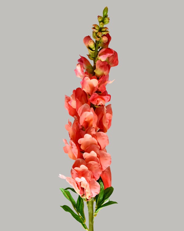Snapdragon 30" Salmon