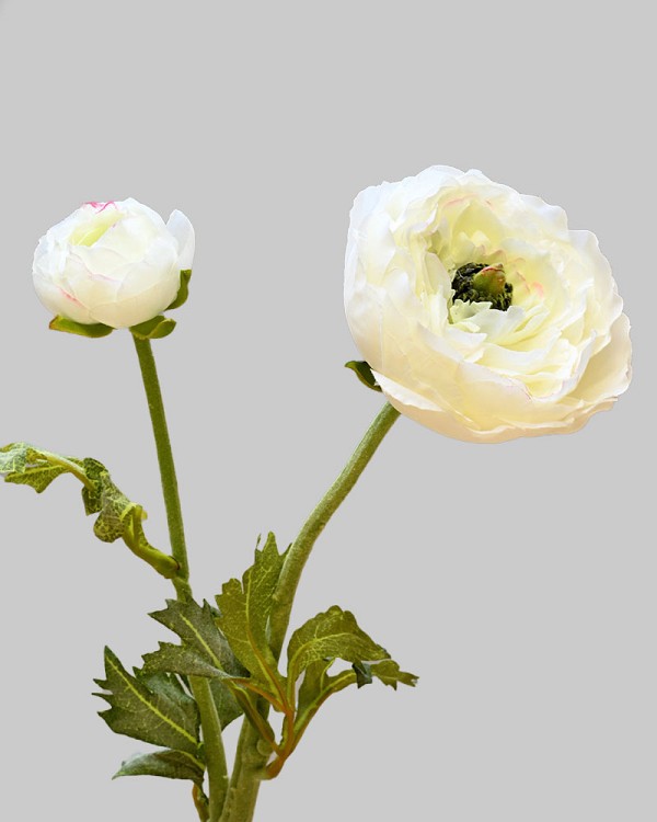 Ranunculus 19.5" White
