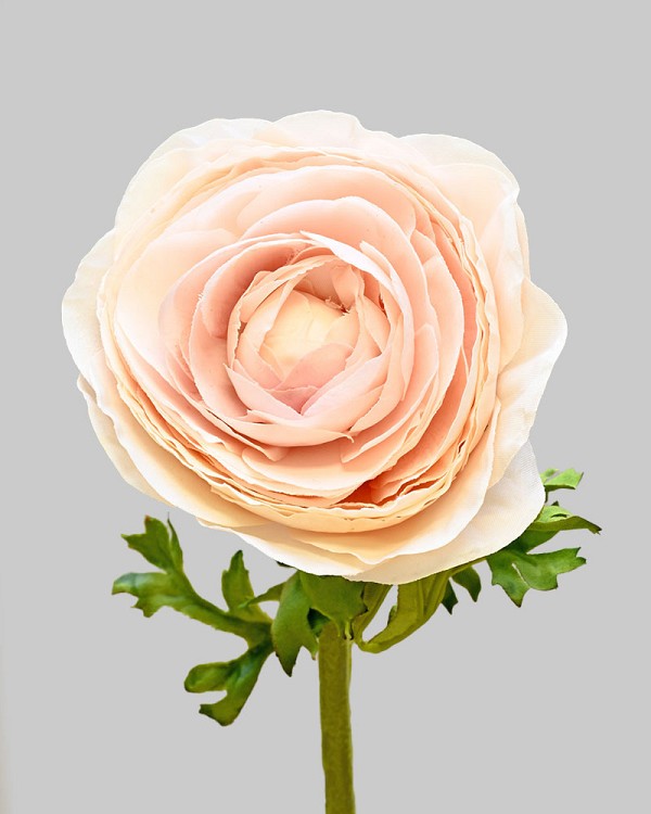 Ranunculus 22" Peach