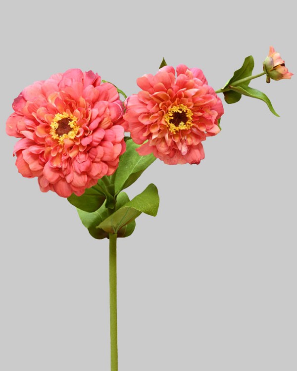 Zinnia 26" Red