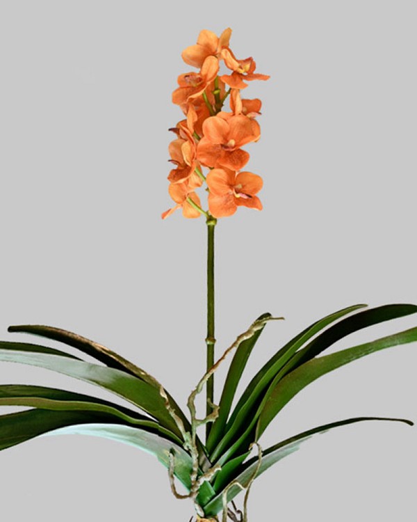 Vanda Orchid 24" Orange