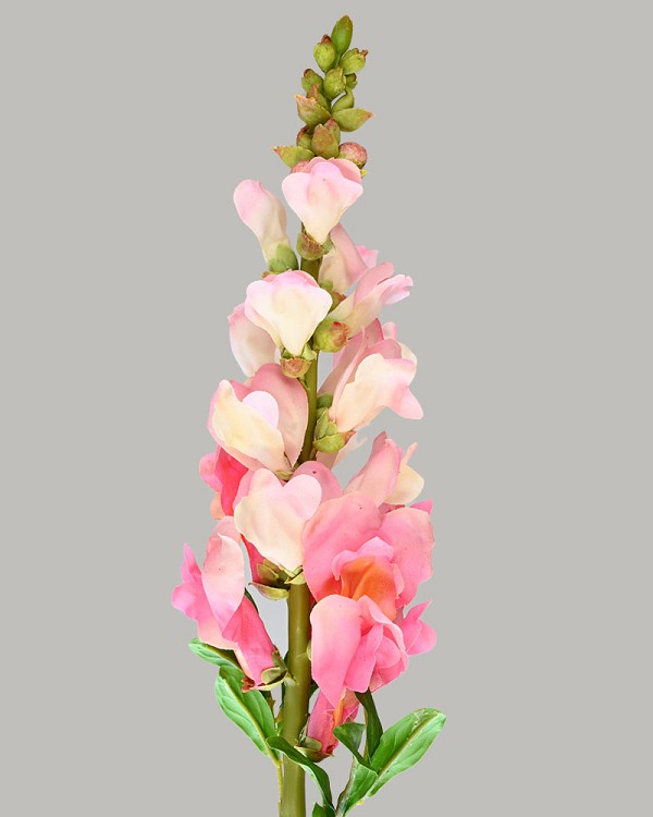 Snapdragon 23" Pink