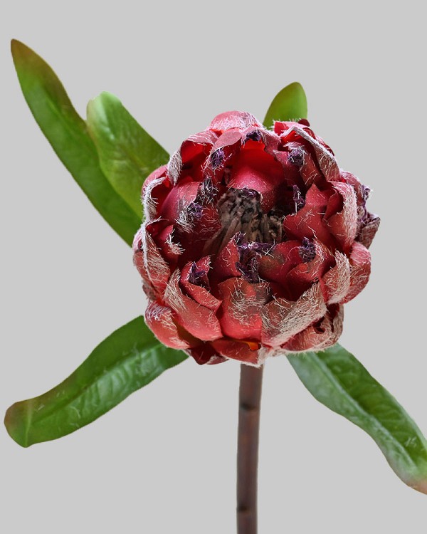 Mink Protea 29" Burgundy