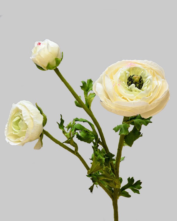 Ranunculus 24" White