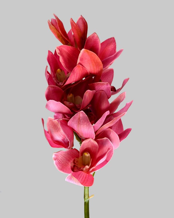 Cymbidium Orchid 22" Burgundy