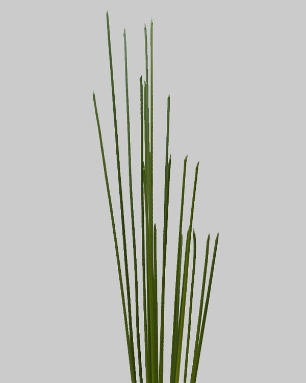 Reed Bundle 33" Green