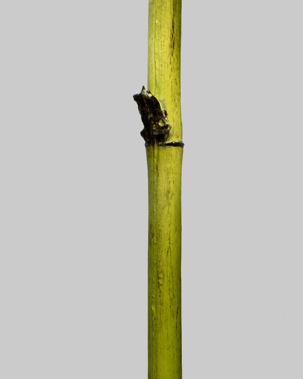 Bamboo Straight Stem 45" Green
