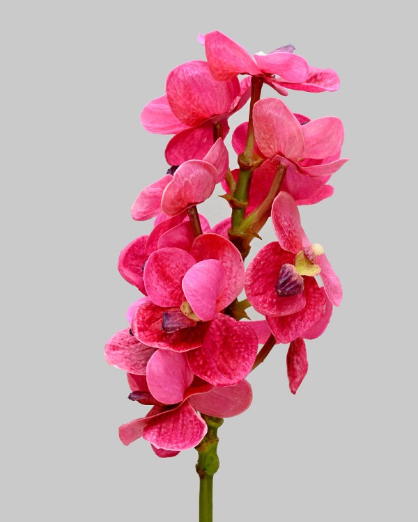 Vanda Orchid 21" Dark Pink