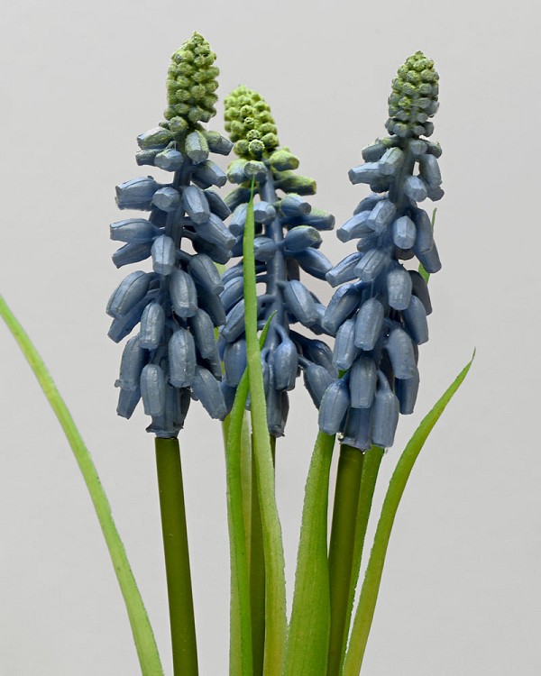 Muscari 12" Blue
