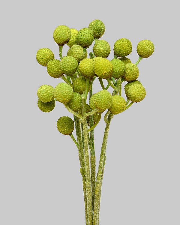 Palm Nut Bundle 13" Light Green