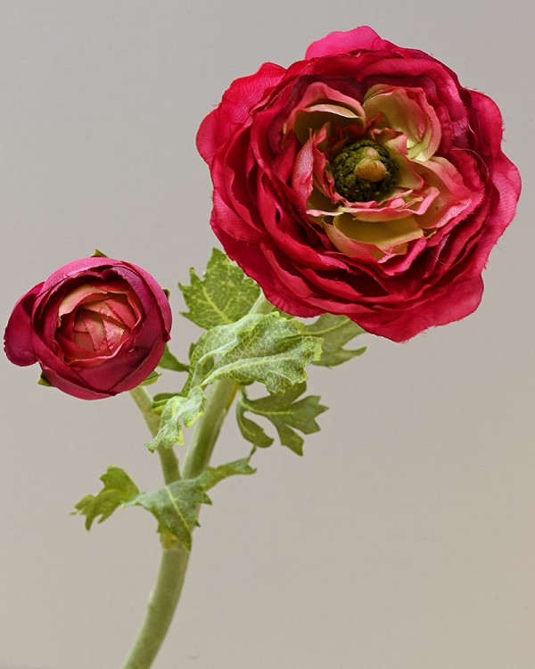 Ranunculus 19.5" Red
