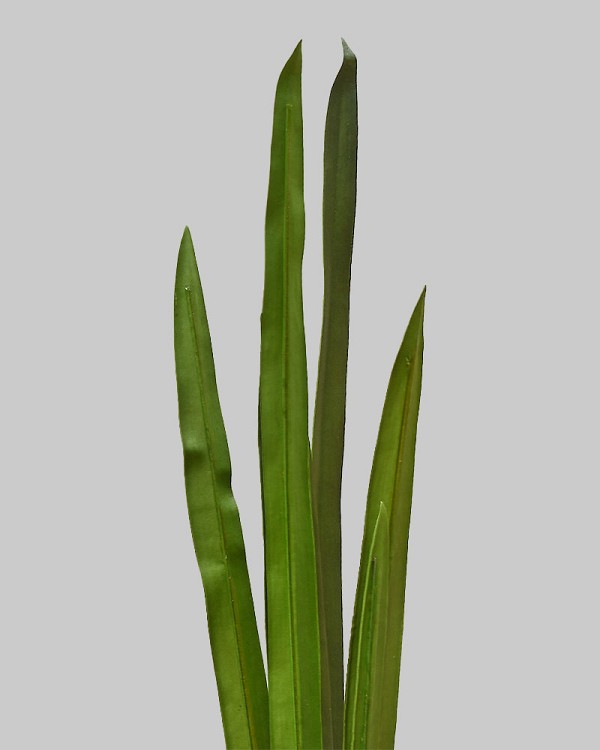 Cymbidium Leaf  38" Green
