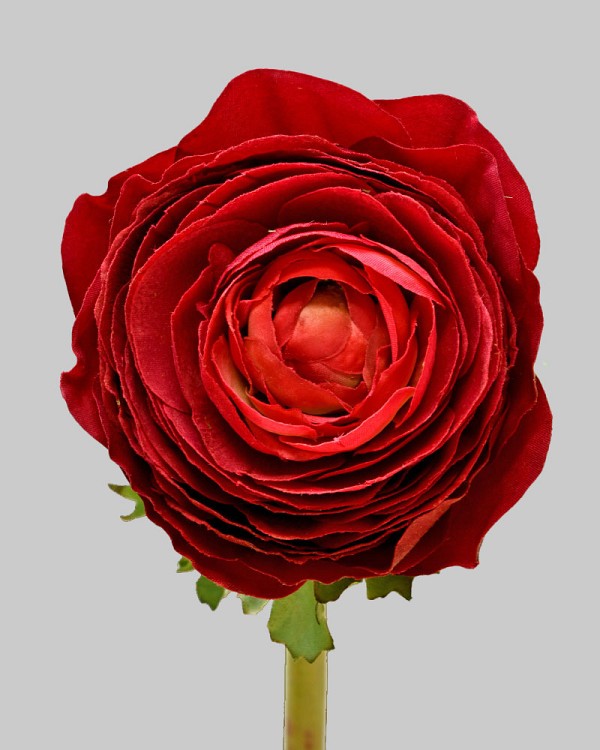 Ranunculus 22" Red