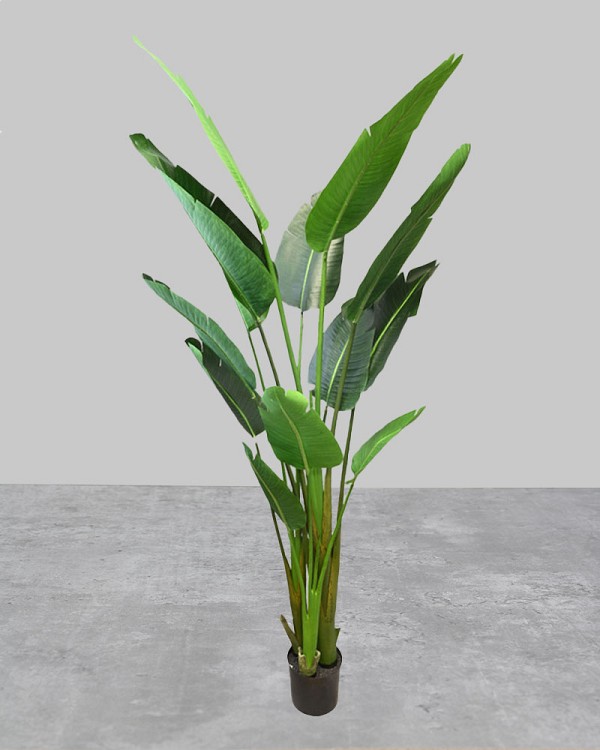 Travellers Palm 72"H