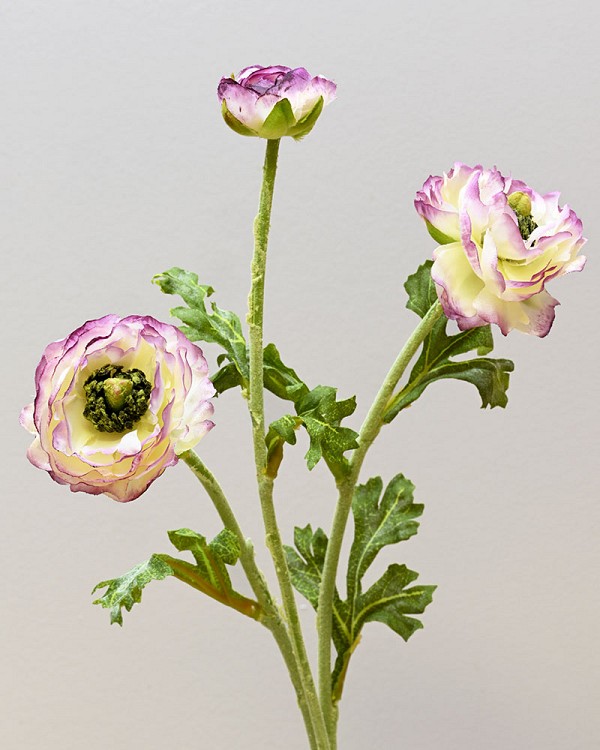 Ranunculus 18.5" White/Eggplant