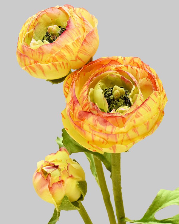 Ranunculus 29" Gold/Red
