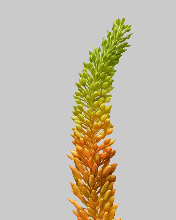 Foxtail Lily 33" Orange/Green