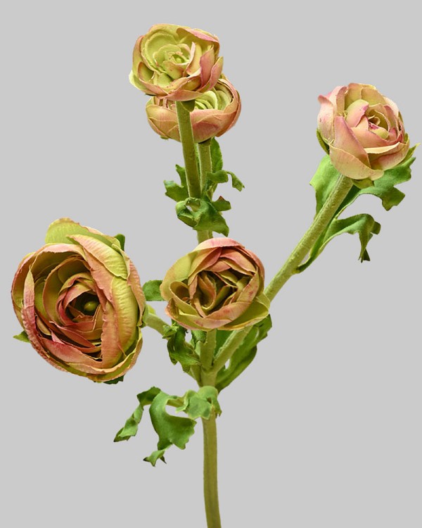 Ranunculus Multi Flower 21.5" Burgundy/Green