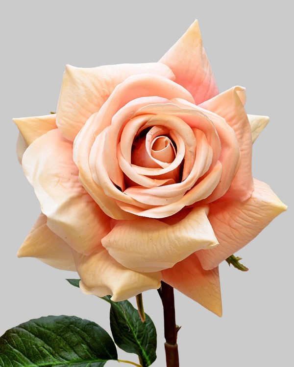 Rose Dutchess Open 20" Coral