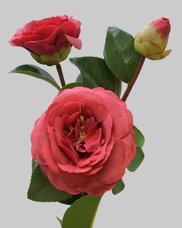 Camellia 29" Dark Red