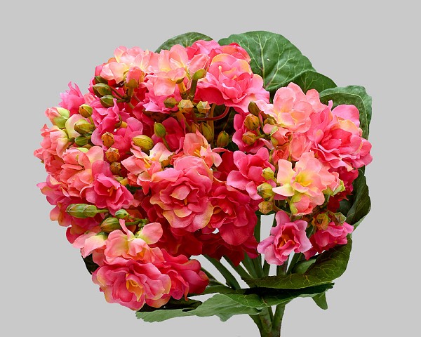 Mini Kalanchoe Bush 12" Pink/Red