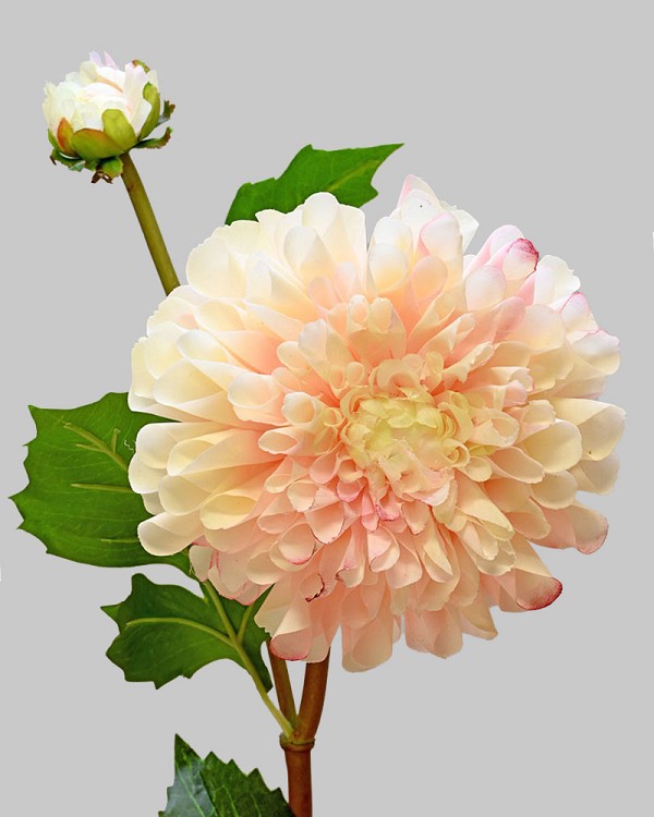 Dahlia 20" Pink