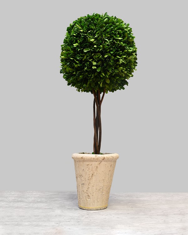 Single Ball Boxwood Topiary with Pot 26"H