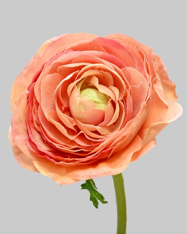 Ranunculus 22" Coral