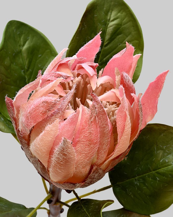 King Protea 23.5" Pink