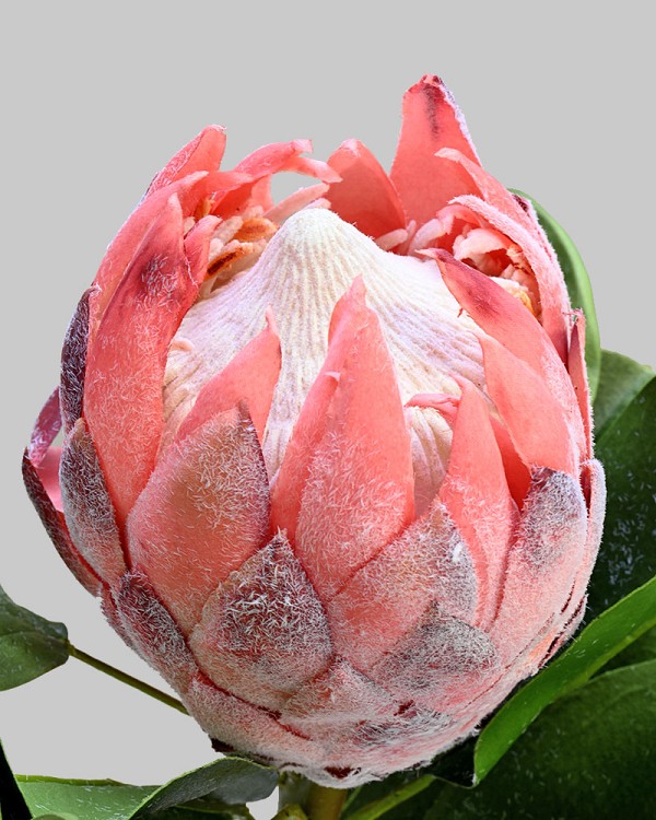 Protea 32" Pink