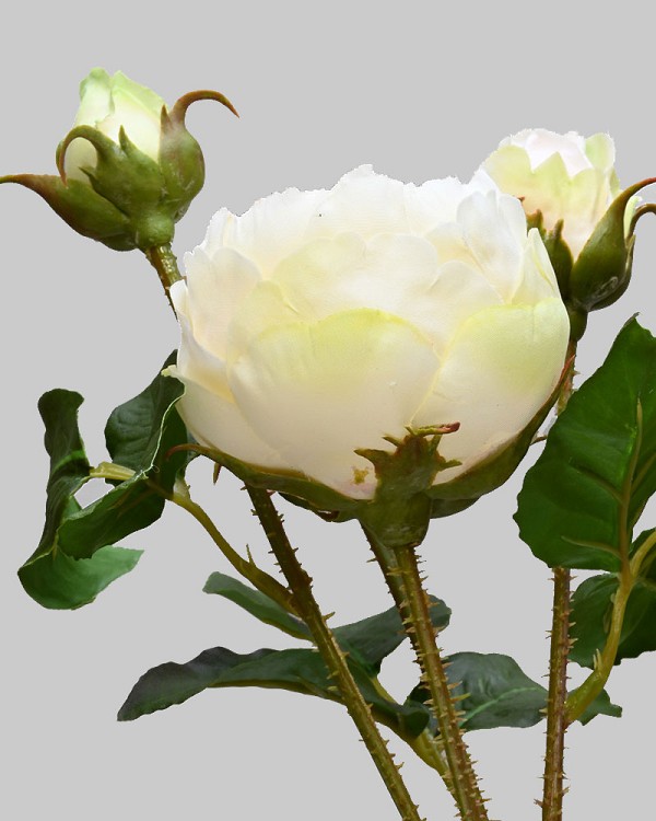 Rose Spray 24" Cream