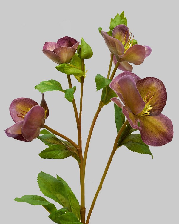 Hellebores 25" Eggplant
