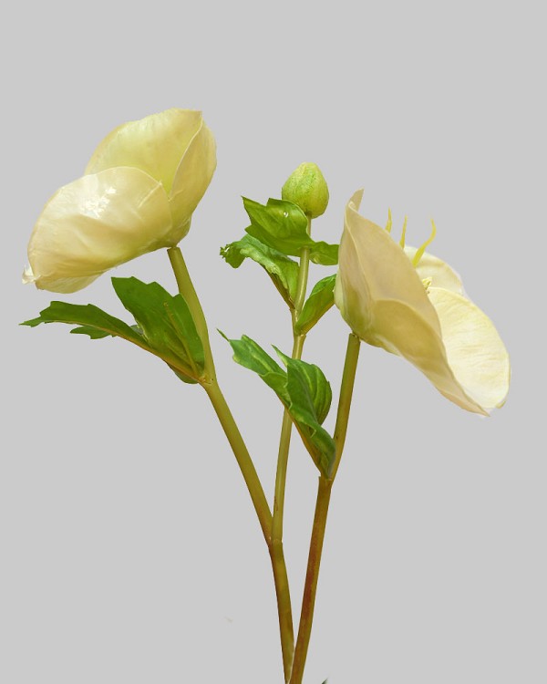 Hellebores 16.5" White
