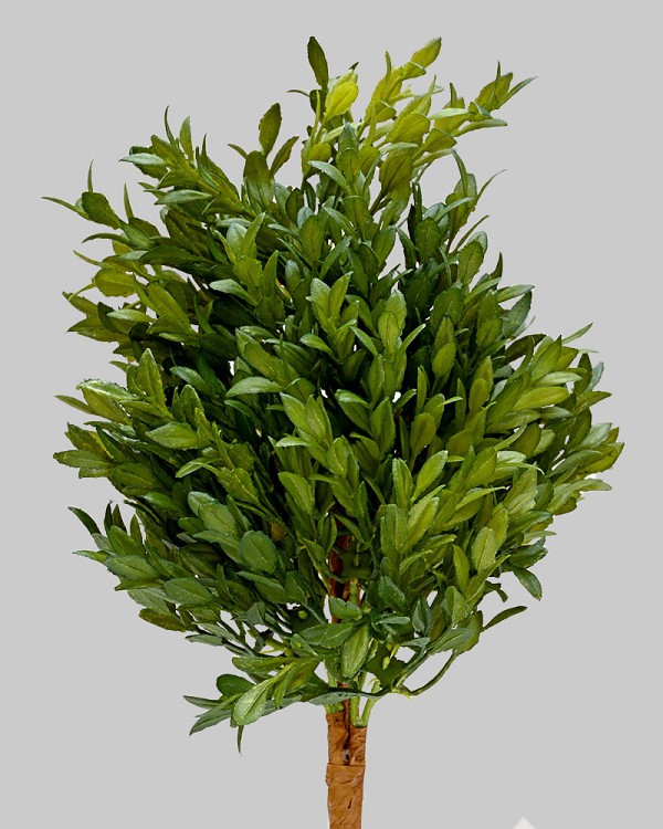 English Boxwood Bush 15" Green